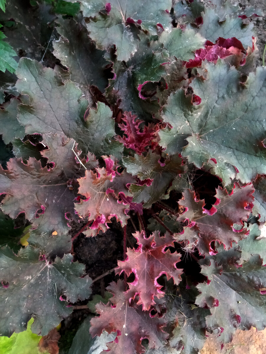 Пурпл Петикоэст