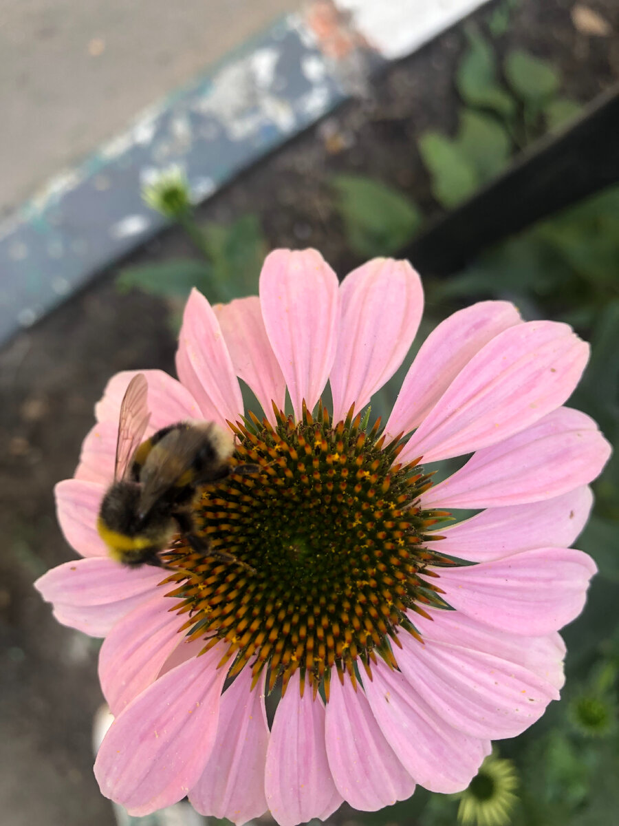 Просто цветочек, фото мое