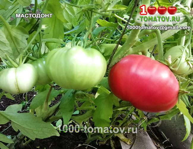 Томат Мастодонт фото 2
