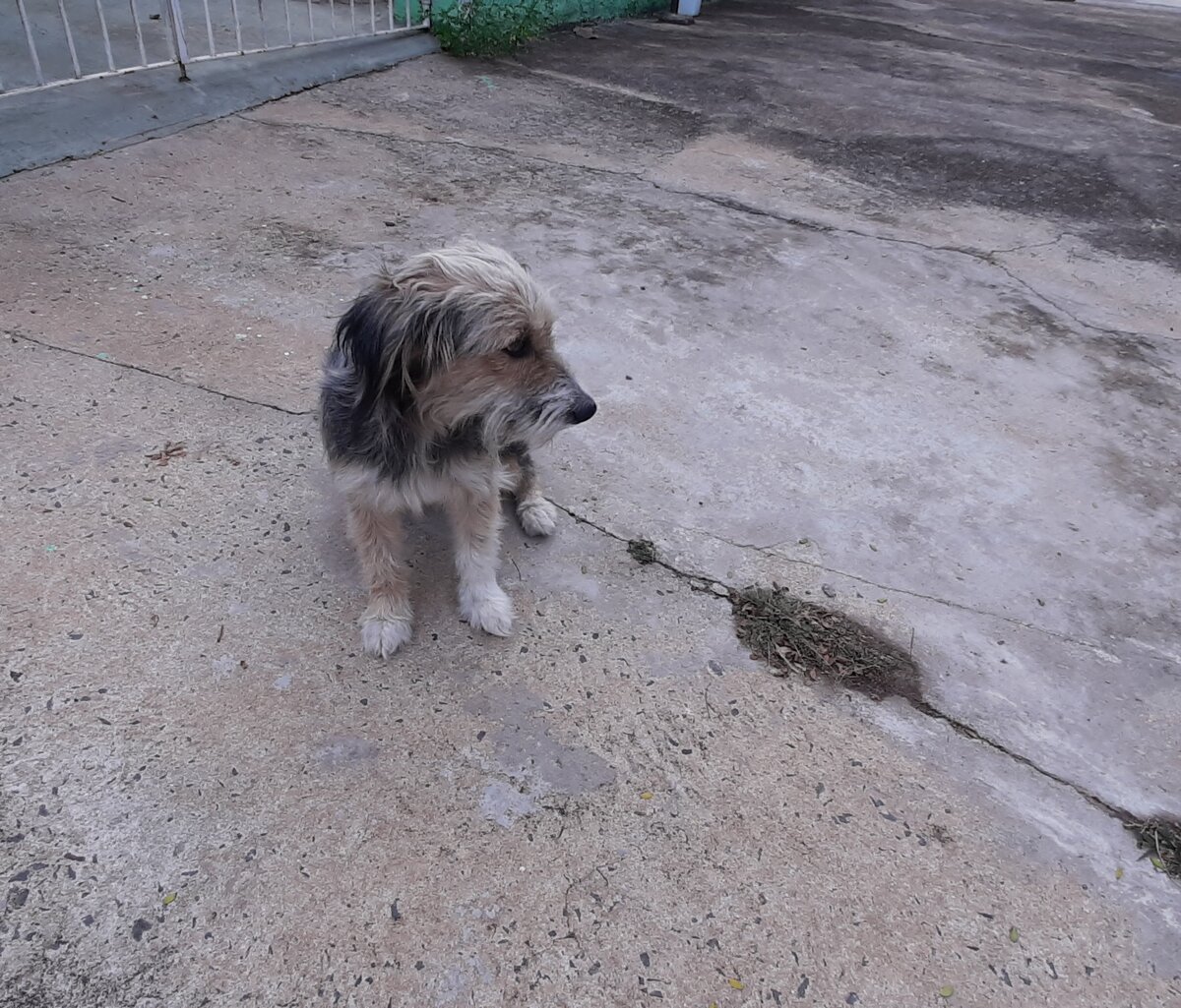 Приблудившийся пес. Сфотографировала его.