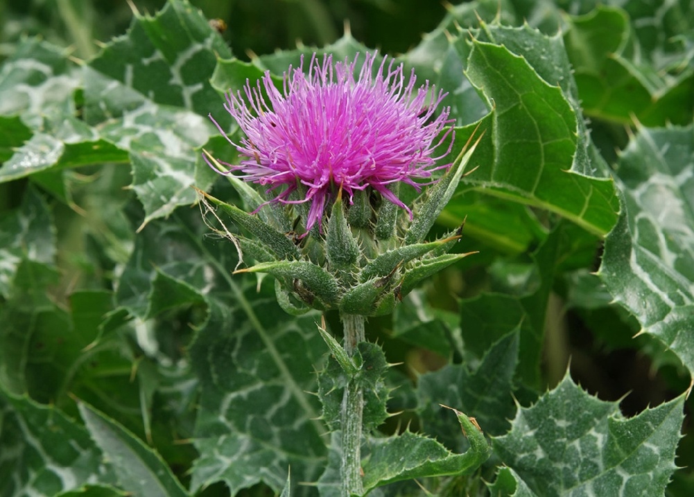 Настоящий молочный чертополох имеет сеточку как паутинку на листьях беловатого цвета, но его все равно часто путают.