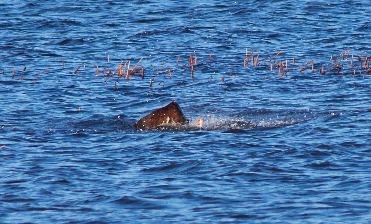 Полный бульк