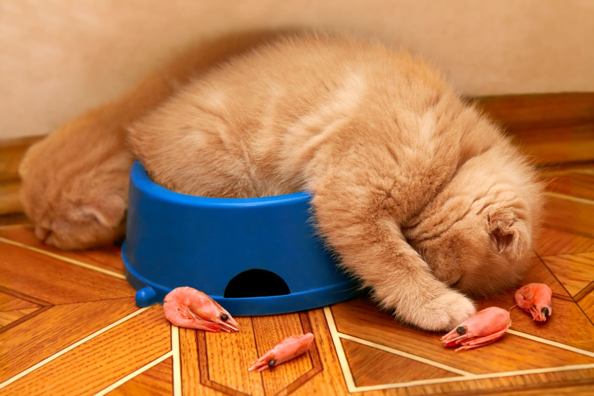 Почему кот не ест. Кот объелся. Кот уснул в миске. Объевшийся котенок. Кот спит в тарелке.