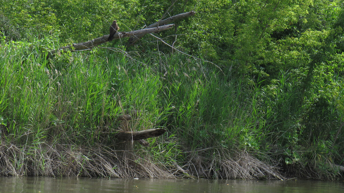Черный коршун - это самый массовый пернатый хищник реки Самара. Его внимательный взгляд все время следил за нами.  С первого дня путешествия и до завершения маршрута.-1-2