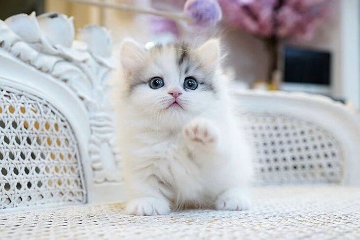 Котики фото и названия