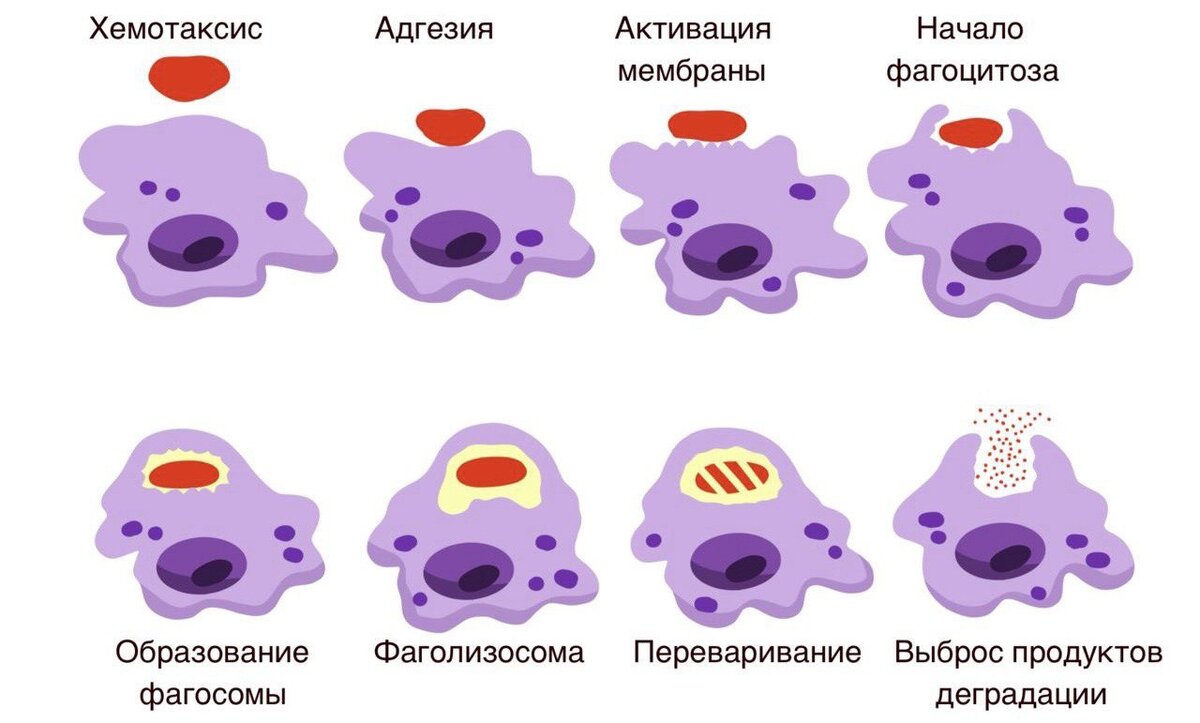 «Безутешная болезнь»: все о рассеянном склерозе