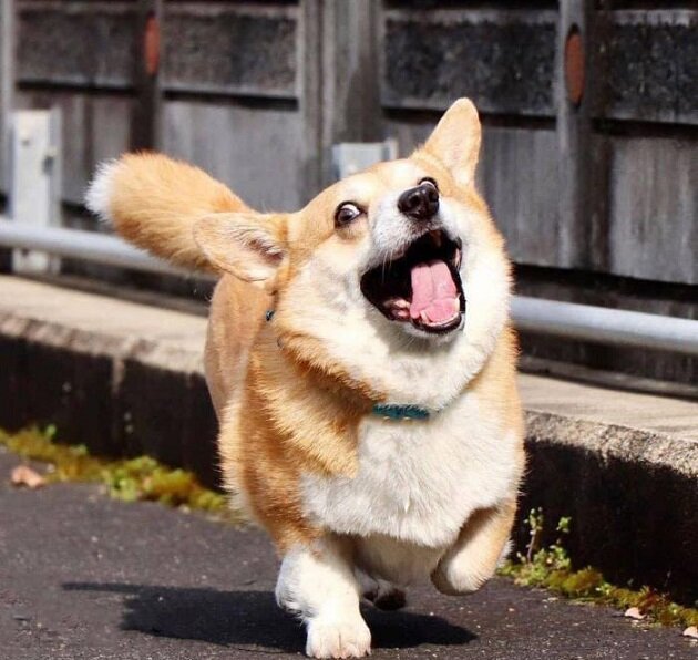 На фото известный корги Джен из Японии