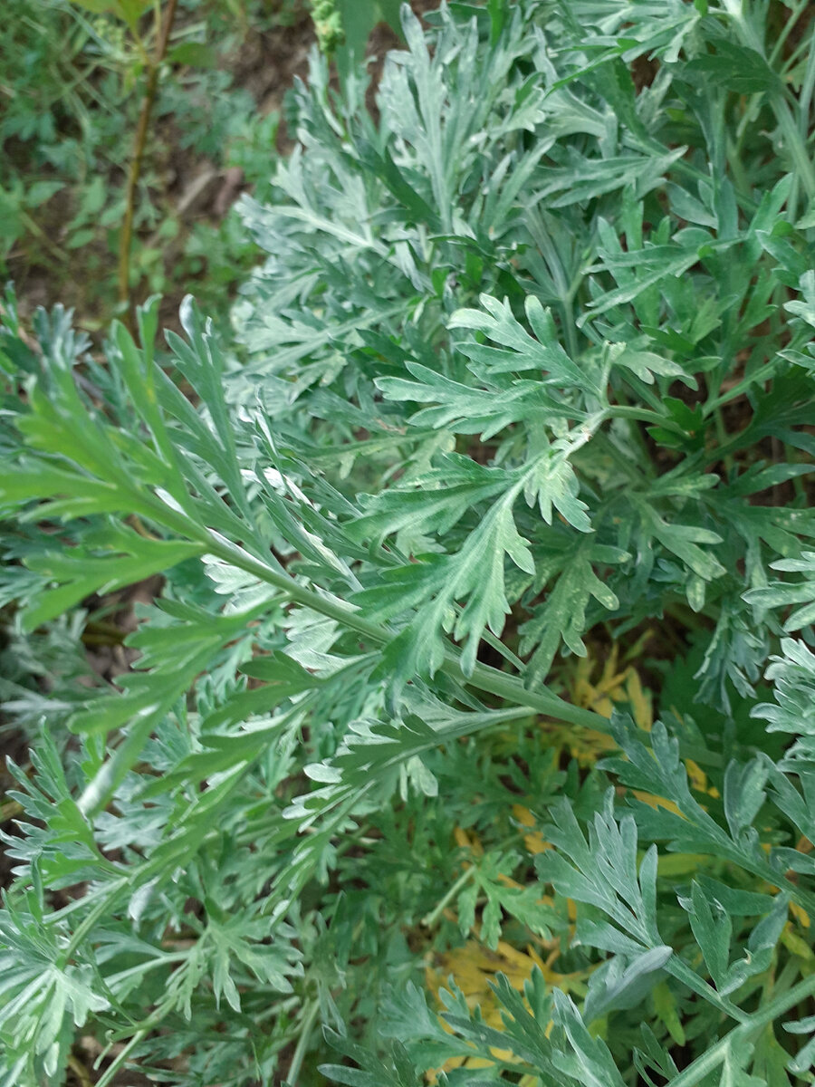 Artemisia lambrook silver