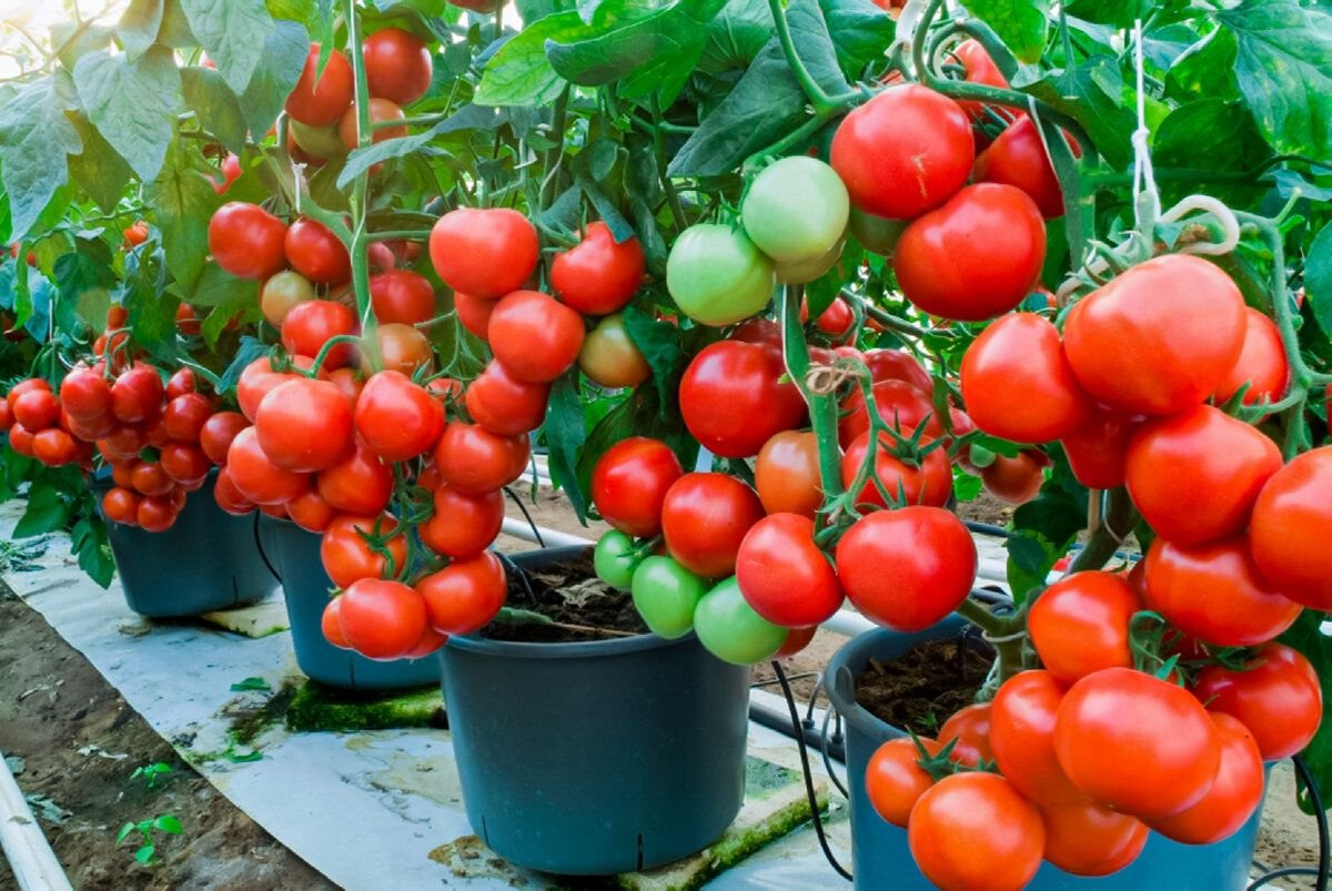 Методы выращивания помидоров. Индетерминантные томаты черри. Томат ПЛАТУС семена. Томат Крайова. Помидор Крайова сорт.