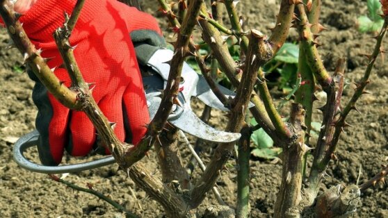    Агроном рассказал, как правильно делать осеннюю обрезку роз Ирина Петрова