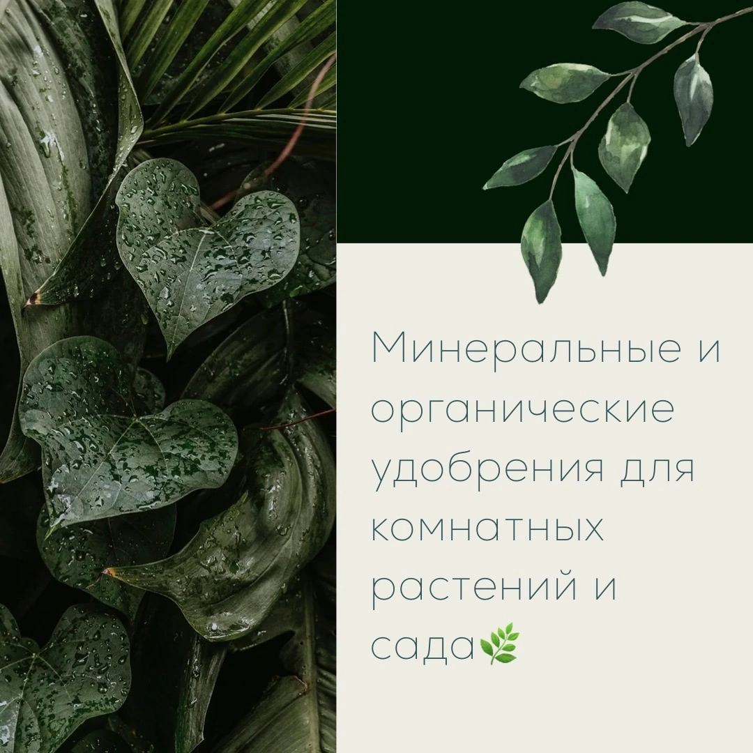 Минеральные и органические удобрения для комнатных растений и сада🌿 | A  LIZA R C H I K | Комнатные растения и сад | Дзен