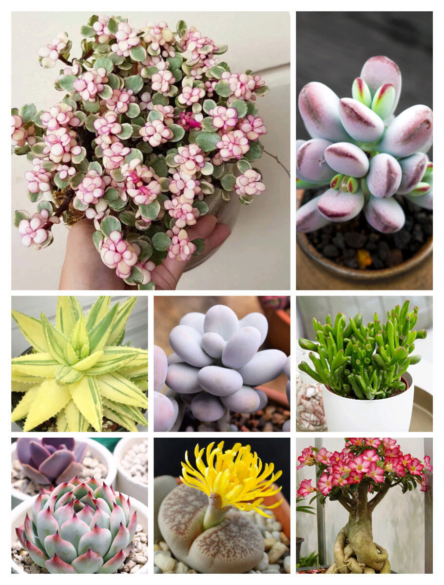 Суккулент. Коллаж фото из сети интернет 