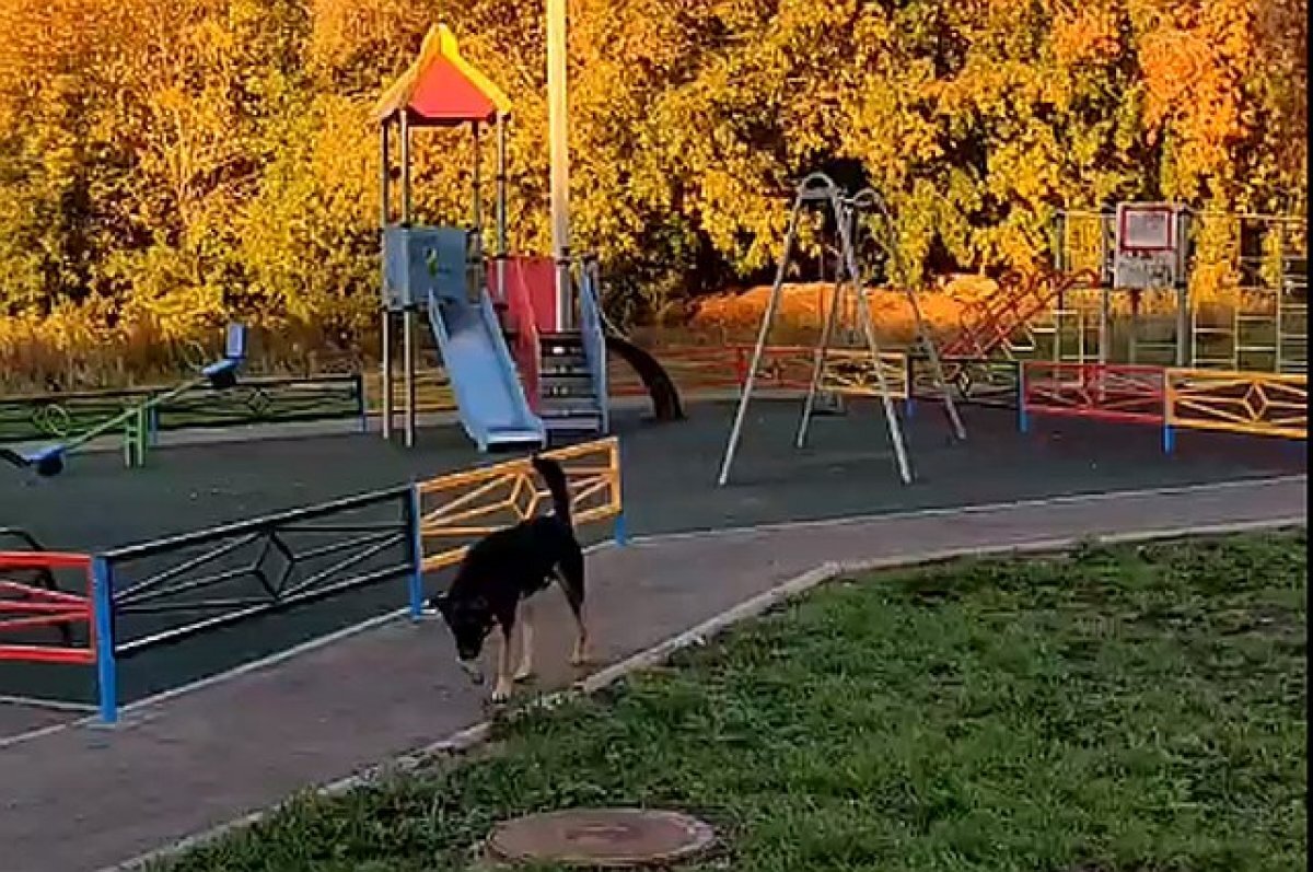    Стая собак в Уфе напала на бабушку с ребенком и пришедших на площадку детей
