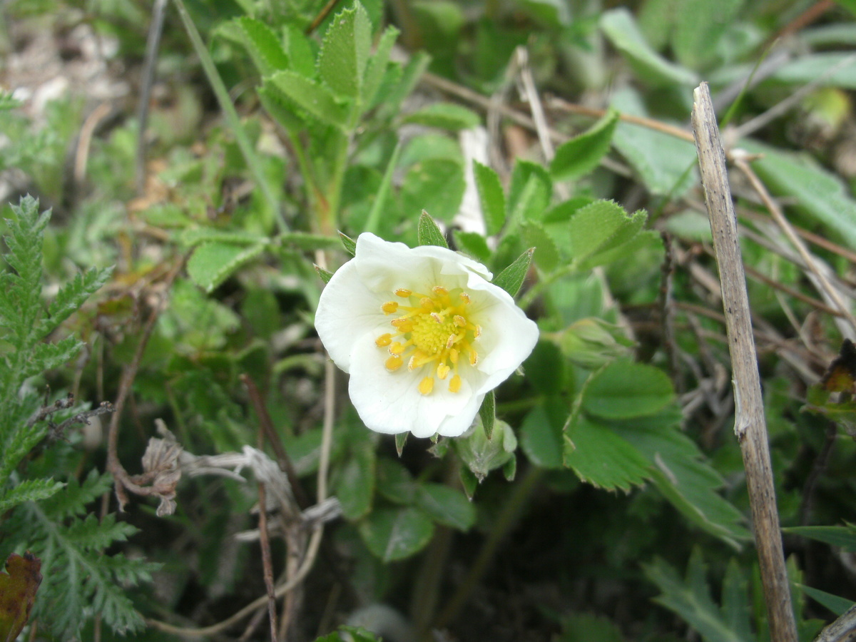 В хим.состав листьев входят: дубильные в-ва, пектины, кислоты, флавоноиды, каротиноиды, алкалоиды, эфирные масла.