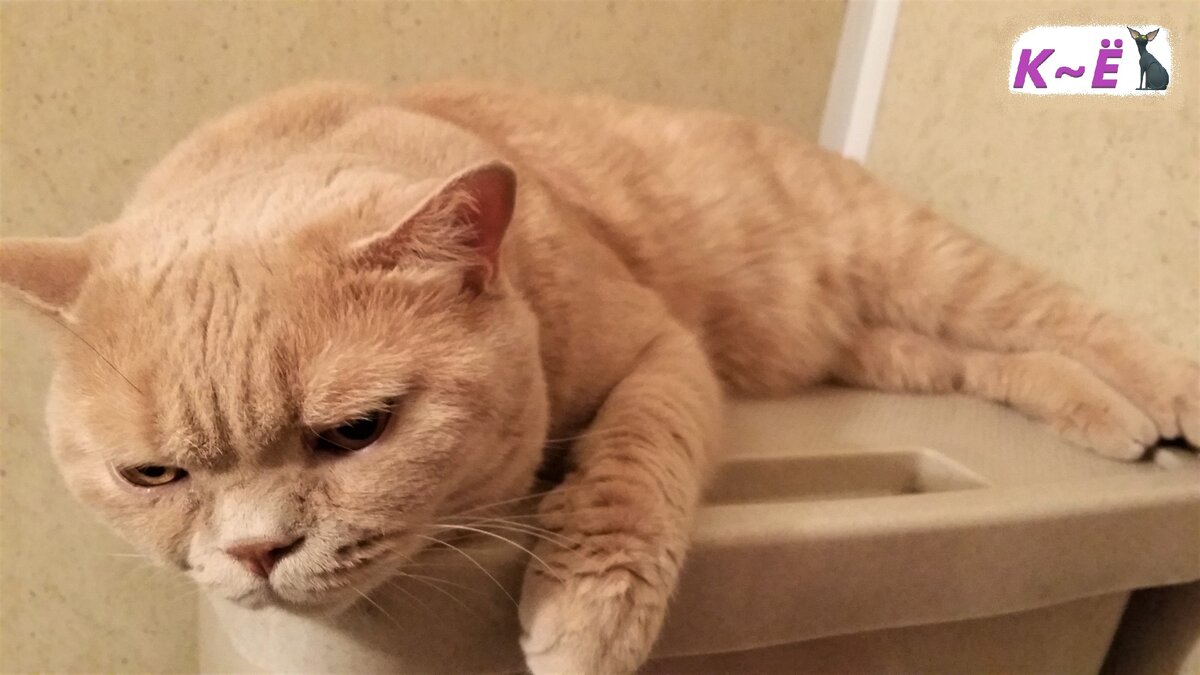 Мотюня, обиженный кот