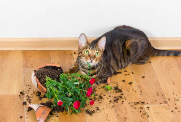 Как защитить цветочные горшки от кошки? Несколько советов, чтобы ваши  растения не пострадали | 40 кошек и геккон | Дзен