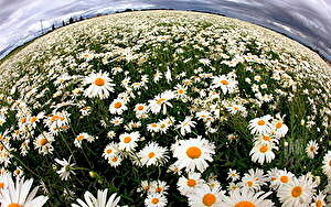 Яндекс картинки.