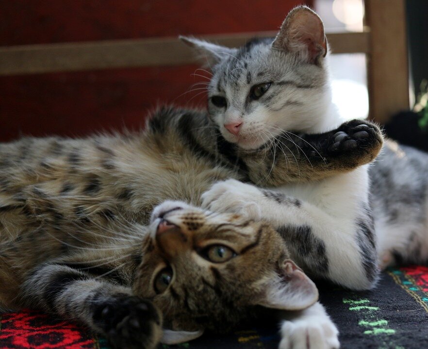 https://cdn.pixabay.com/photo/2018/11/10/09/22/cats-3806268_960_720.jpg