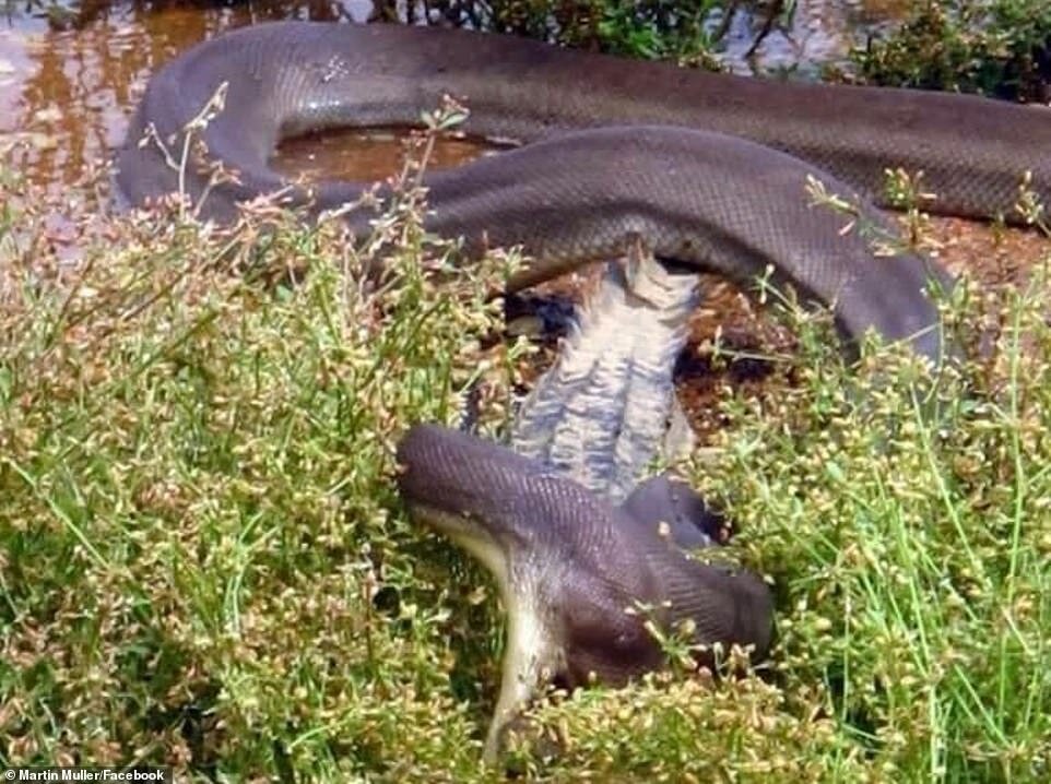 Мощное тело питона вьется вокруг крокодила