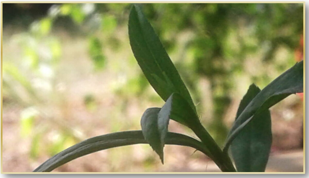 Тархун (эстрагон), идеально подходящий для приготовления знаменитого напитка.