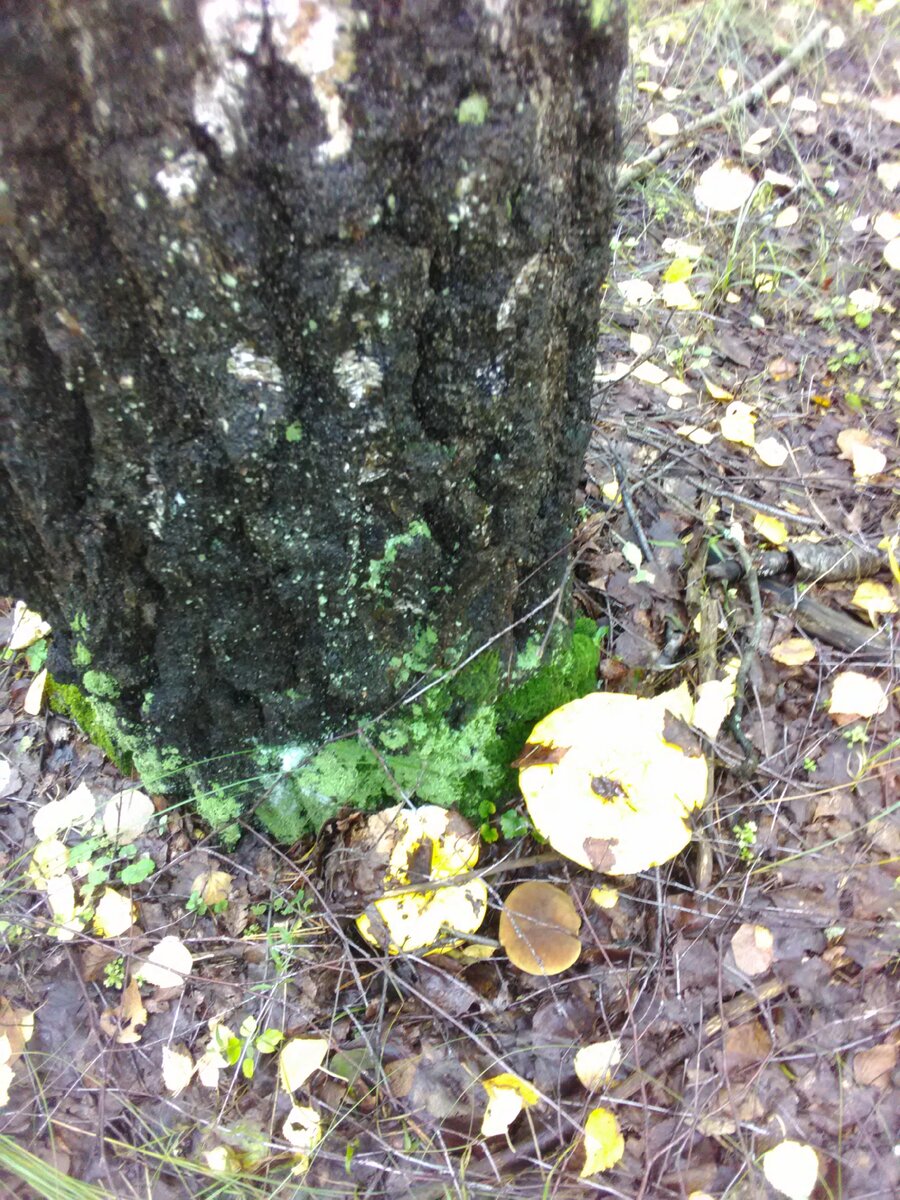 Фото автора ДАЧА в ЛЕСУ.
