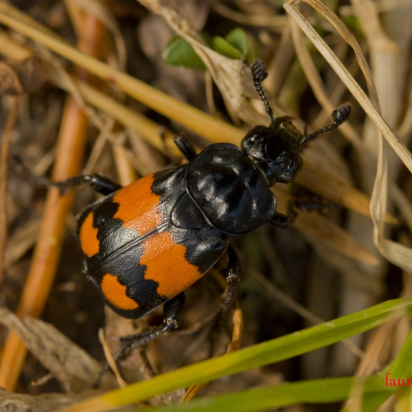 faunarb.info/sites/default/files/styles/photo/public/photos/fauna/rod_mogilshchiki_nicrophorus.jpg?itok=0Hiz5OnW