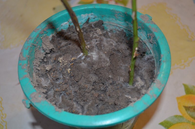 Вот такой результат.