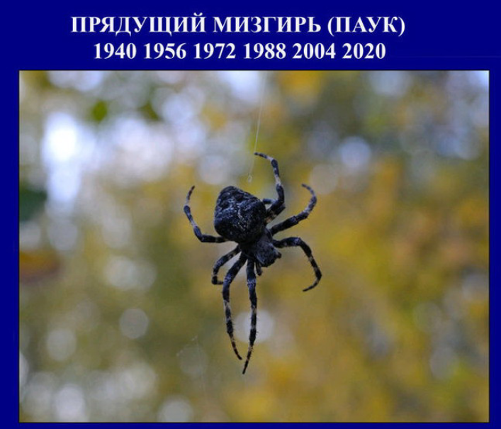 Каким знакам повезет в 2020 году? Подробный славянский гороскоп

Темный Сох (1960, 1976, 1992)

Так древние славяне называли лося. Люди, родившиеся в его года, обладают гордостью, уверенностью в себе и упорством – эти качества позволят быть успешными в 2020 году.

Огненная Векша (1963, 1979, 1995)

Векша, или Белка, в 2020 году будет чувствовать себя отлично. Самостоятельность и инициативность, характерные этому тотему, в 2020 году будут работать на вас. Единственная преграда состоит в переменчивом настроении Огненной Векши: годослов советует не отступать перед трудностями и наслаждаться успехом.

Жемчужная Щука (1964, 1980, 1996)

Мягкие и молчаливые Щуки в год Паука легко справятся со всеми сложными ситуациями. Чтобы год был еще успешнее, годослов советует проявлять больше инициативы и не бояться перемен. В 2020 году все они пойдут на пользу Щуке.

Бородатая Жаба (1965, 1981, 1997)

Если 2019 был для Жаб годом простым и комфортным, то в 2020 году все изменится. Лучше заранее подготовиться к трудностям в первой половине года: возможны внезапные перемены в личной жизни и рабочей сфере. Также стоит серьезнее относится к финансам – есть риск влезть в долги.

Дикий Вепрь (1966, 1982, 1998)

Для максималистов и перфекционистов Диких Вепрей 2020 год будет неоднозначным. Чтобы все сложилось как можно лучше, нужно решиться на важные шаги и взять на себя больше ответственности. 

Шипящий Уж (1968, 1984, 2000)

Гармоничным и много рассуждающим Ужам год Паука покажется вначале трудным. На самом деле представителям этого тотема крупно повезло: мелкие неудачи быстро закончатся, а любые инициативы будут приводить к успеху – остается только пожинать плоды. 

Крадущийся Лис (1969, 1985, 2001)

Хитрость и изобретательность Лисов в 2020 году сослужит им хорошую службу. Пока все остальные будут принимать решения медленно и вдумчиво, у них есть шанс занять свое место под солнцем. Годослов советует в грядущем году применять все свои навыки и заводить выгодные контакты. 

Прядущий Мизгирь (1972, 1988, 2004)

В 2020 году Пауки, или Мизгири, будут чувствовать себя как никогда хорошо. Все действия окажутся правильными: на работе, как и на любовном фронте, все наладится. Паукам остается только жить в свое удовольствие и относиться к тотему с благодарностью. 

Кричащий Петух (1973, 1989, 2005)

Открытые и амбициозные Петухи в 2020 году наконец получат возможность проявить себя на все 100%: на работе есть шанс заслужить повышение, в личной жизни все также будет складываться так, как задумано. 

Огнегривый Конь (1975, 1991, 2007)

Выносливым и исполнительным Коням в следующем году повезет. Все их заслуги оценят по достоинству. Но расслабляться не стоит – уже к концу 2020 года возможны неожиданные трудности в личной жизни и взаимоотношениях с друзьями. 

Кому из знаков годослова не повезет в 2020 году?

Жалящий Шершень (1961, 1977, 1993)

Люди, находящиеся под покровительством Шершня, обладают высоким интеллектом, энергичностью и активностью. Это может стать причиной проблем в 2020 году. В год Паука нужно быть более собранными и тщательно обдумывать свои действия, иначе все будет складываться не так хорошо, как хотелось бы.

Притаившийся Лют (1962, 1978, 1994)

Это тотемное животное считается одним из самых сильных хищников, при этом внутри они мягкие и скрытные. По годослову на 2020 год, Люту не стоит ждать грандиозных событий. При этом важно сохранять спокойствие и не переживать из-за мелочей – в следующем году нужно особенно тщательно заботиться о своем здоровье.

Белый Филин (1967, 1983, 1999)

Тем, кто находится под покровительством этого тотема, сложно подчиняться и долго находиться в кругу людей – это станет причиной многих сложностей в 2020 году. Годослов советует быть терпимее к окружающим и постараться наладить контакты с новыми людьми, которые обязательно появятся в жизни. 

Свернувшийся Еж (1970, 1986, 2002)

Ежам характерна суетливость и беспокойство – эти качества будут осложнять жизнь в 2020 году. Годослов советует не ждать многого от грядущего года и сохранять спокойствие – время Ежей обязательно придет.

Парящий Орел (1971, 1987, 2003)

Год Парящего Орла подошел к концу, поэтому в 2020 возникнут первые серьезные трудности. Чтобы быть к ним готовыми, нужно следить за здоровьем, тщательно проверять все финансовые сделки и разрывать отношения с неудобными людьми.

Златорогий Тур (1974, 1990, 2006)

Для терпеливых и упрямых Туров 2020 год станет настоящим испытанием. Чтобы свести к минимуму все потери, годослов советует сдерживать свою агрессивность и не ставить себе слишком высокую планку. 

Таков славянский гороскоп на 2020 год для. Ранее "Утро"