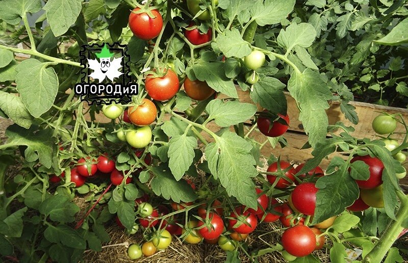 Веселые и здоровые наши томатики:)