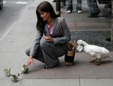 Если у вас украли деньги или вы потеряли их по неосторожности, представьте, что их "стибрил" у вас этот забавный гусь. Комичность этой картины немного разрядит напряжение.