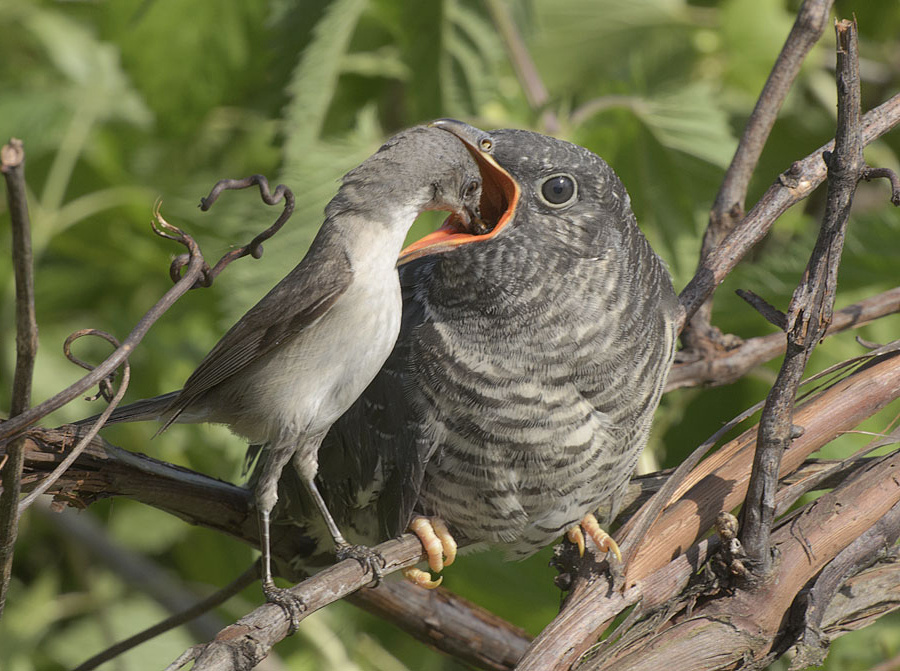 Справа птенец кукушки