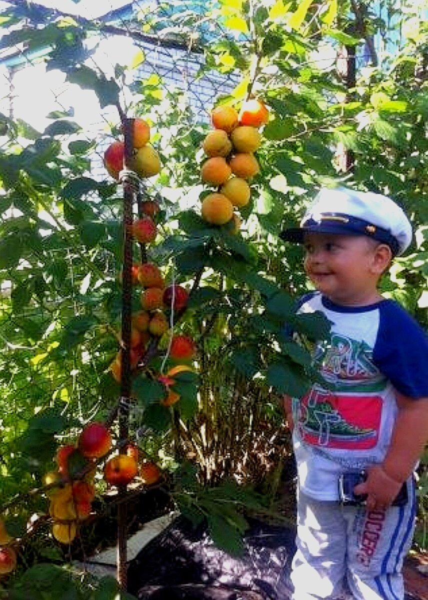 Абрикос сорт"Артем" второй год! 