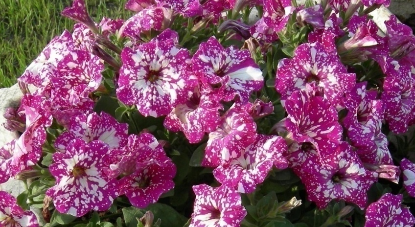 Опять весна...