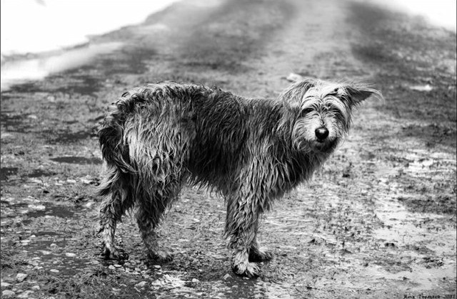 Печальное фото (Яндекс картинки)