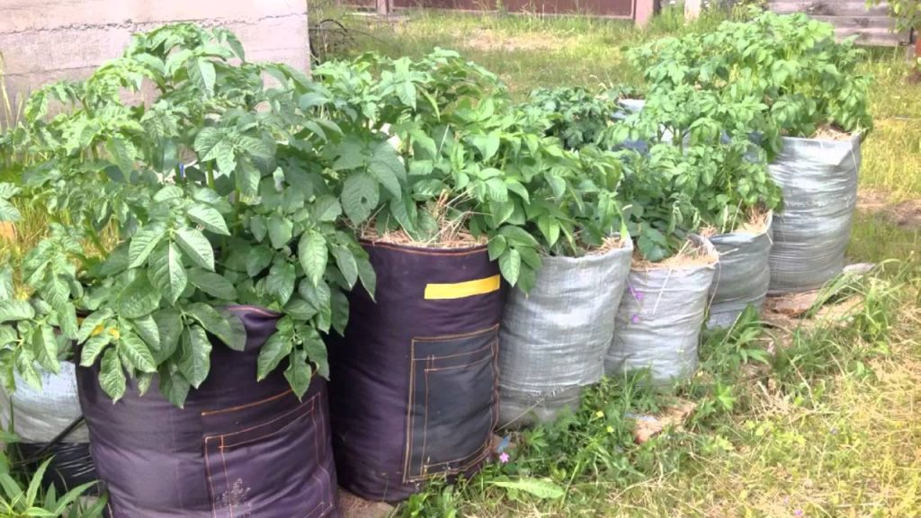 Как посадить картофель в мешках. Посадка картофеля в мешках. грядка мешок. вырастить картошку в мешке. картофель в мешках.