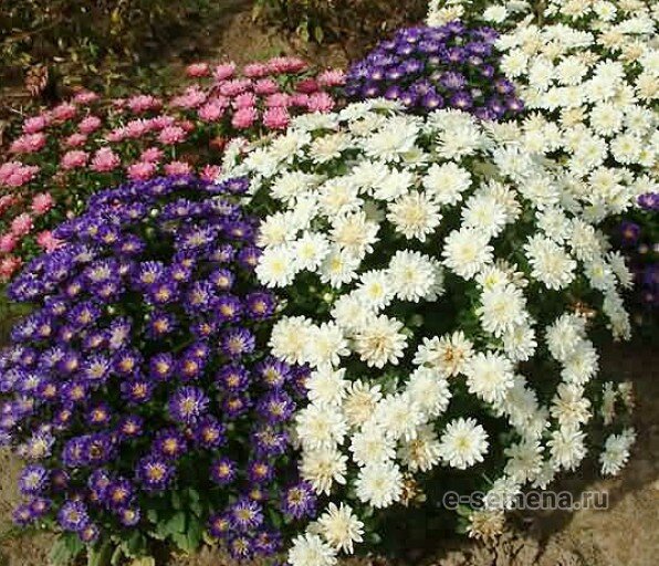 Источник: e-semena.ru