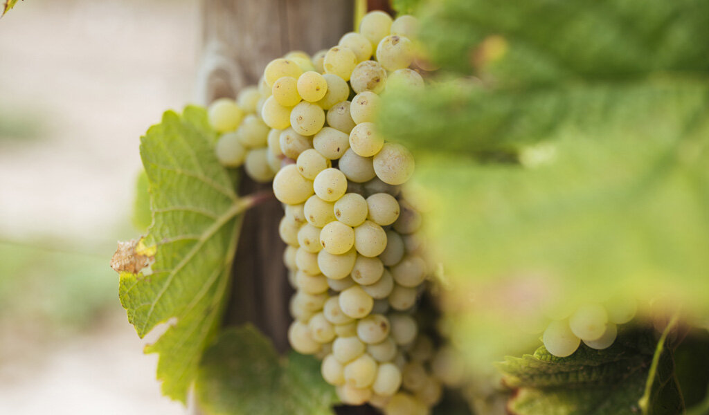 Виноград Совиньон Блан