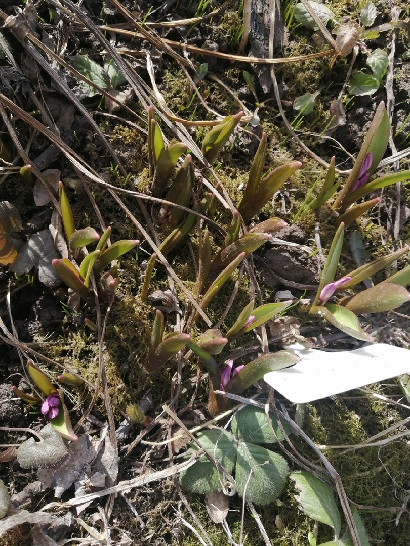 Хионодокса розовая