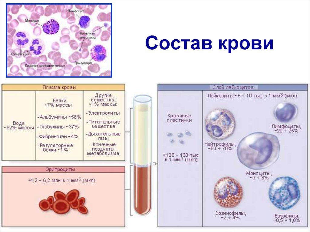 Кровь жидкая часть таблица. Схема кровь плазма кровяные клетки. Состав крови: кровяные клетки. Состав плазмы биология 8 класс. Состав крови схема анатомия.