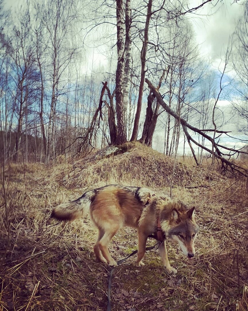 Covid - 19 и волчий приют. Влияние изоляции | Заметки Wolf - Тренера | Дзен