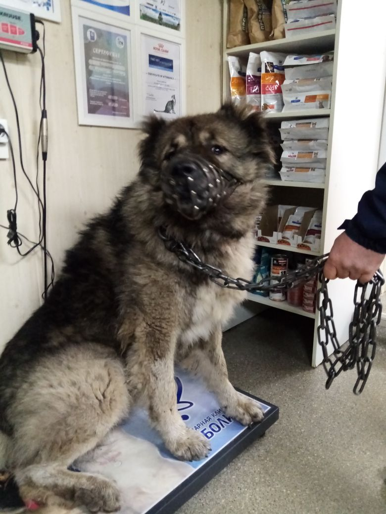 На приёме в ветеринарке