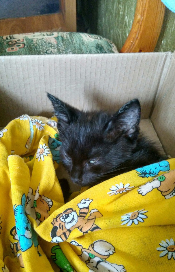 Тем же днём, когда Яшу спасли