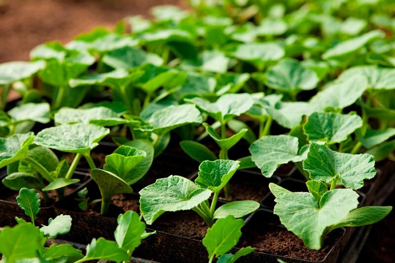 Рассада кабачков. Источник фото: diz-cafe.com