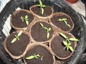 Рассада любит, когда её гладят