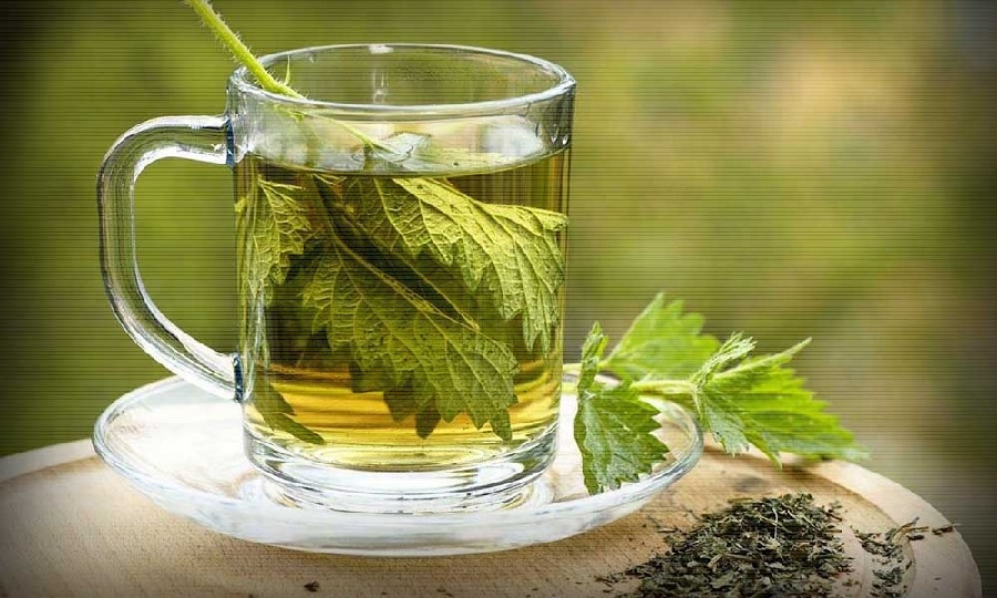 Крапива двудомная в народной медицине