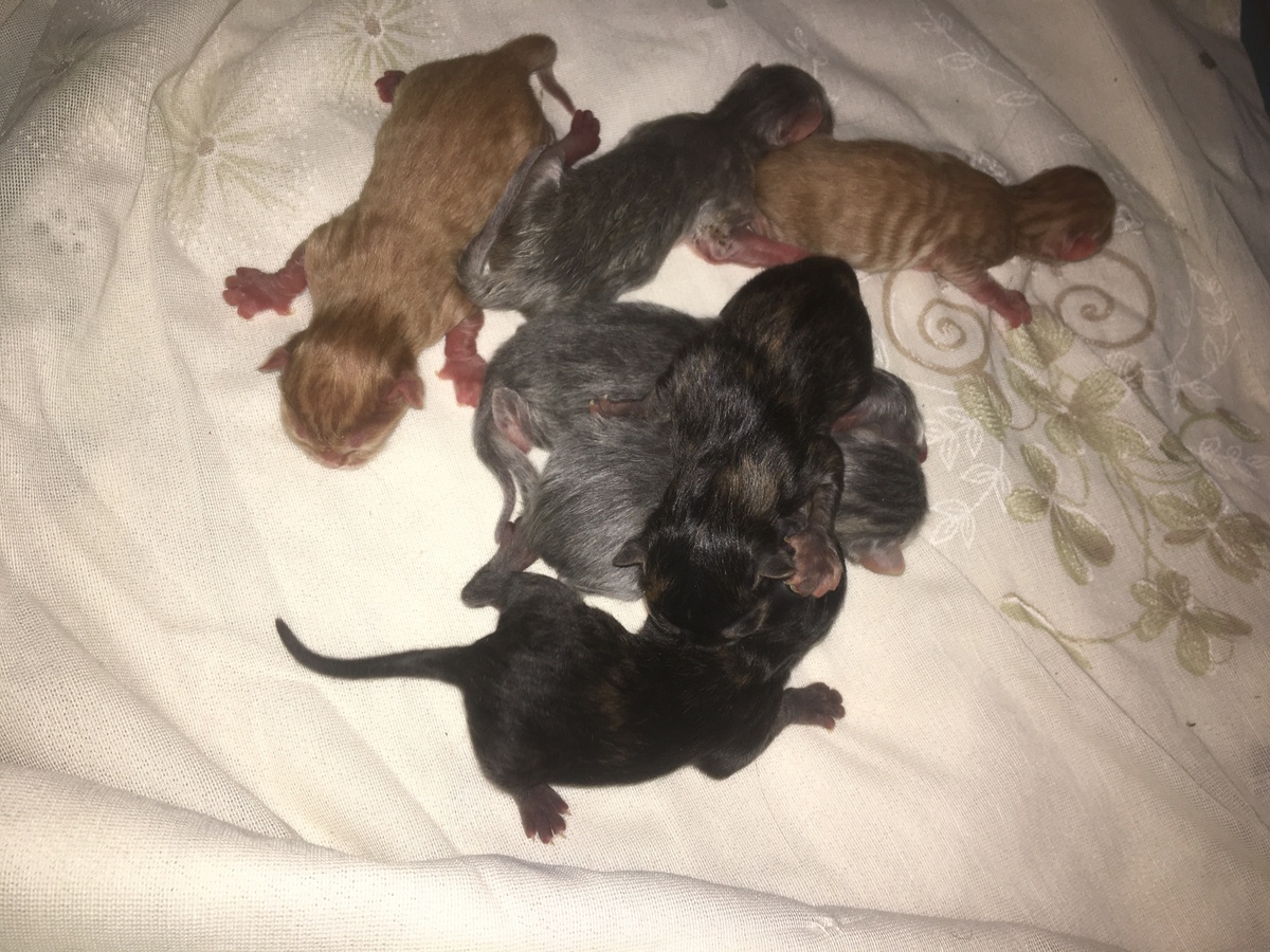 Вот они, карапузики)))