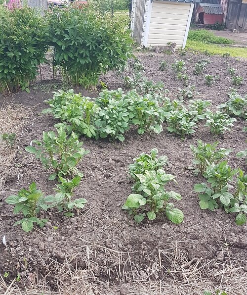 Картофельный надел.