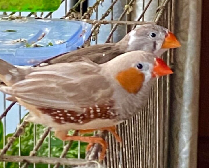 Вот такие симпатяги вольно живут у нас в квартире.