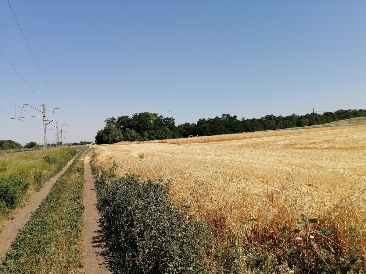 Убрали почти весь хлеб на поле