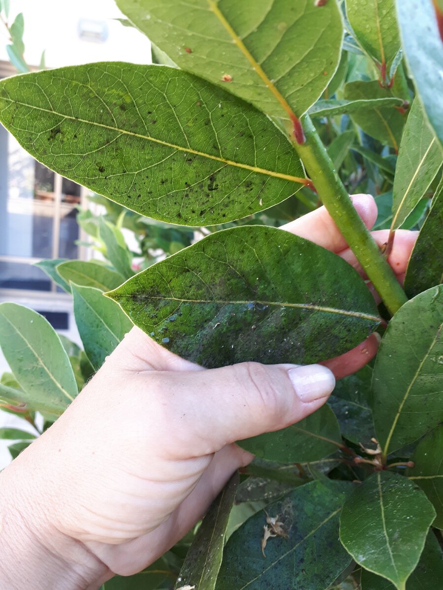 Черный налет